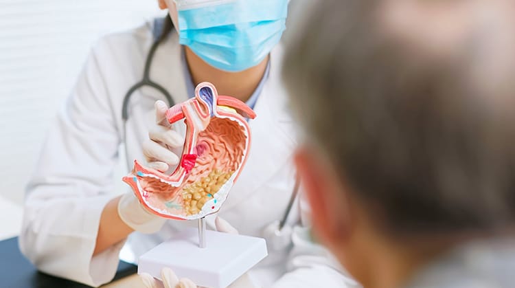 Doctor showing model of a stomach